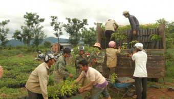 Thông báo mời thầu trồng rừng tại Kon Tum