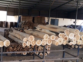 Khai thác và cung cấp gỗ cho doanh nghiệp...