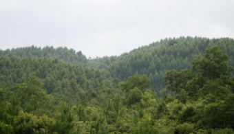Thông báo mời thầu trồng 1000 ha rừng tại Tây Giang, Quảng Nam
