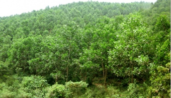 Cập nhật tiến độ tích tụ đất và trồng rừng tính đến 01/03/2010